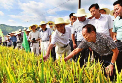 吃瓜爆料袁隆平视频播放,揭秘杂交水稻背后的故事